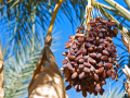 کھجورDate palm کے ثابت شدہ صحت سے متعلق فوائد Thumbnail